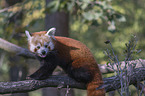 Red Panda on e tree