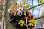 lesser panda