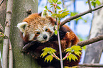 lesser panda