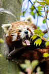 lesser panda