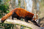 lesser panda