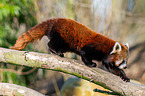 lesser panda