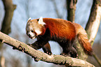 lesser panda