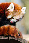 lesser panda