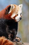 lesser panda