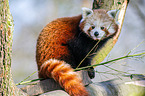 lesser panda