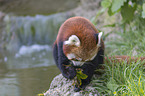 red panda sits on stone