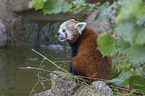 red panda sits on stone