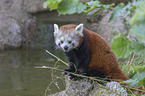 red panda sits on stone