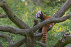 sitting Lesser Panda