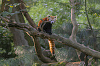 sitting Lesser Panda