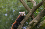 Lesser Panda on the branch