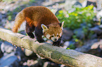 lesser panda