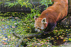 Lesser Panda