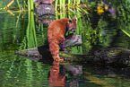 Lesser Panda