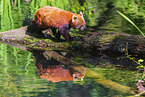 Lesser Panda