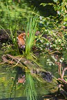 Lesser Panda