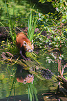 Lesser Panda