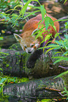 Lesser Panda