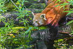 Lesser Panda