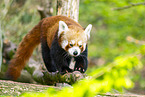 red panda