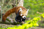 red panda