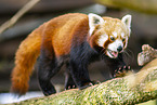red panda