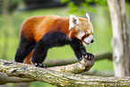 red panda
