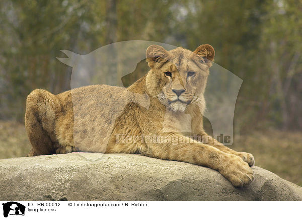 Angola Lwin / lying lioness / RR-00012