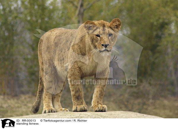 stehende Angola Lwin / standing lioness / RR-00013