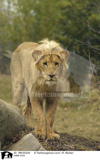 Angola-Lwen Mnnchen / male Lion / RR-00240