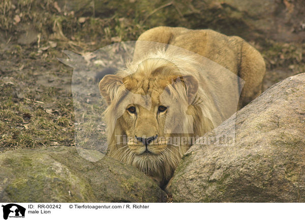 Angola-Lwen Mnnchen / male Lion / RR-00242