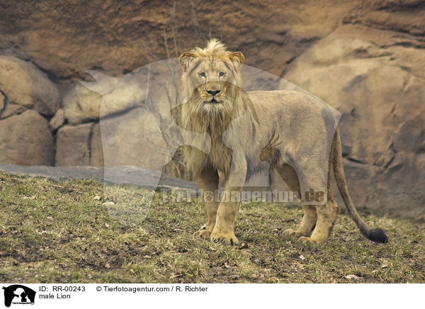 Angola-Lwen Mnnchen / male Lion / RR-00243