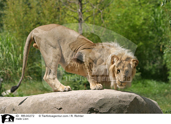 Angola-Lwen Mnnchen / male Lion / RR-00272