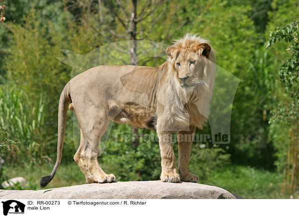 Angola-Lwen Mnnchen / male Lion / RR-00273