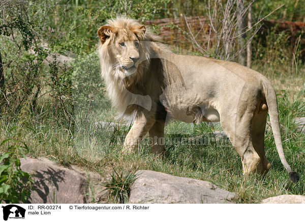 Angola-Lwen Mnnchen / male Lion / RR-00274