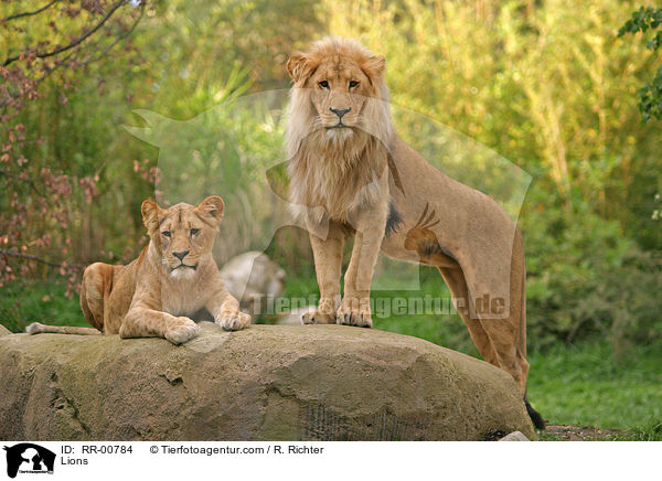 Angola-Lwen / Lions / RR-00784