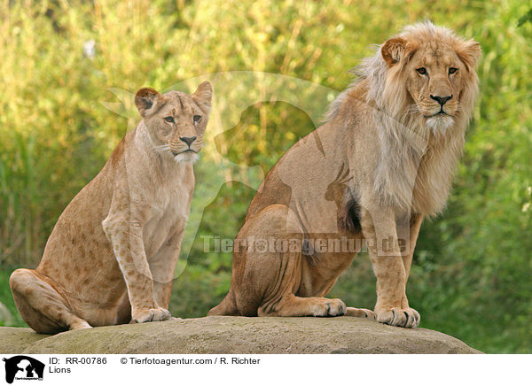 Angola-Lwen / Lions / RR-00786