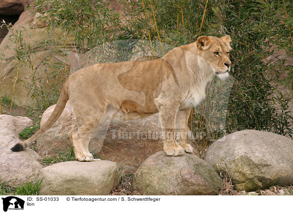 Angola Lwin / lion / SS-01033