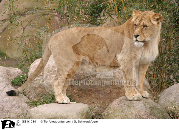 Angola Lwin / lion / SS-01034