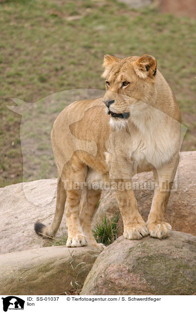 Angola Lwin / lion / SS-01037