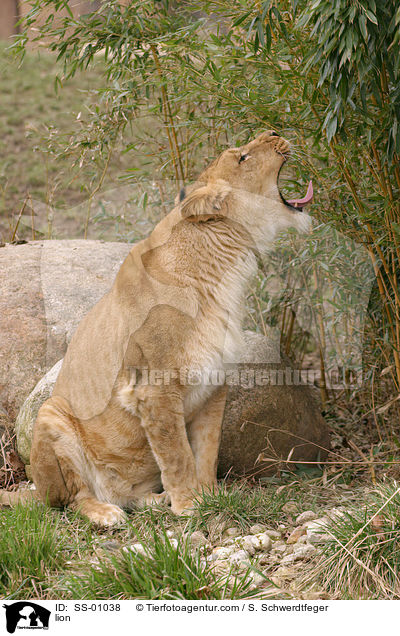 Angola Lwin / lion / SS-01038
