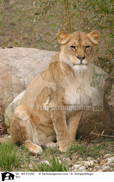 Angola Lwin / lion / SS-01040