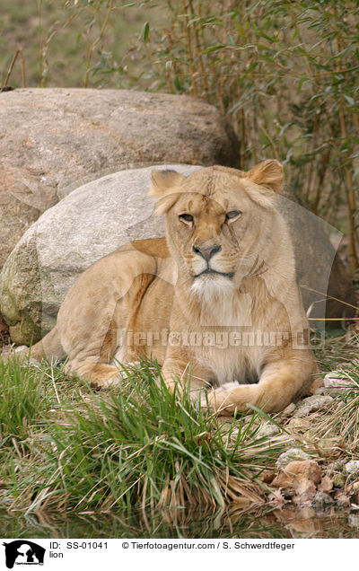 Angola Lwin / lion / SS-01041
