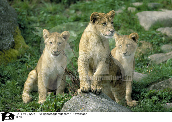 lions / PW-01226