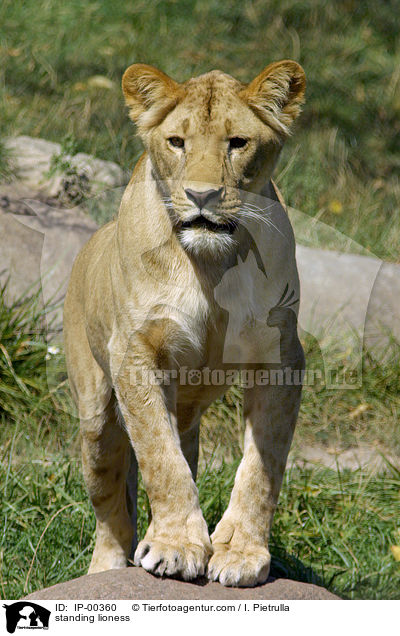 stehende Angola Lwin / standing lioness / IP-00360