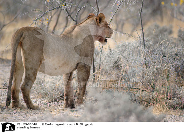 stehende Lwin / standing lioness / RS-01040