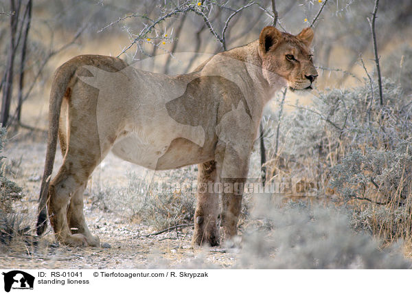 stehende Lwin / standing lioness / RS-01041