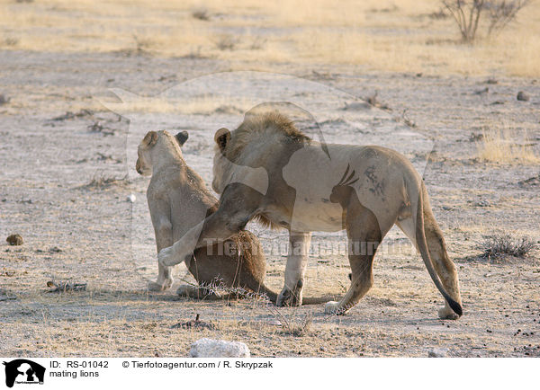 Lwen bei der Paarung / mating lions / RS-01042
