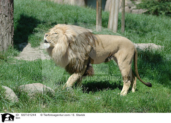 Lwe / lion / SST-01244